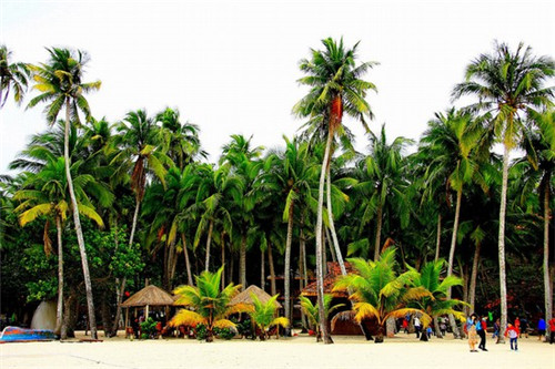 蚂蚁的十大刑法是什么（蚂蚁几种）