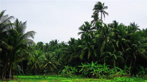 巨峰公司起名哪家价格透明（巨峰logo）